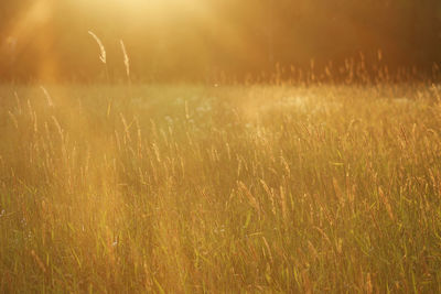 Crops growing on field during sunset