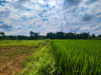 Scenic view of agricultural field against sky