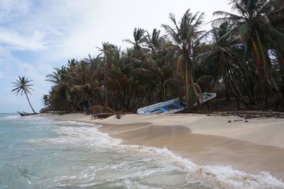 Palm trees on beach against sky