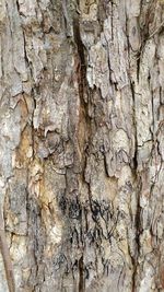Full frame shot of tree trunk