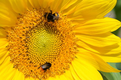 Close-up of bee pollinating on yellow flower