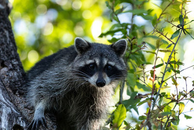 Young raccoon procyon lotor marinus forages for food in naples florida among the forest.