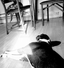 High angle view of dog sleeping on floor at home