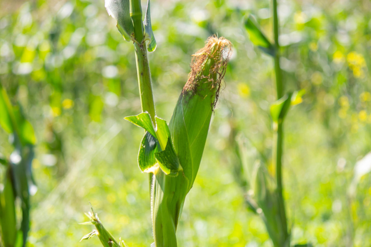 CLOSE-UP OF FRESH PLANT ON FIELD