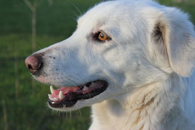 Close-up of dog looking away