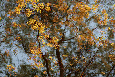 Low angle view of tree with autumn leaves