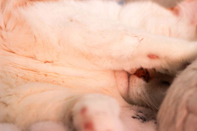 Close-up of cat sleeping