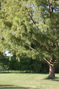 Trees in park