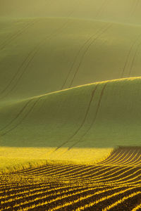 Scenic view of agricultural field