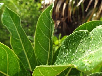 Close-up of water drops on leaf