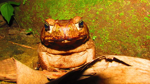 High angle view of turtle in container