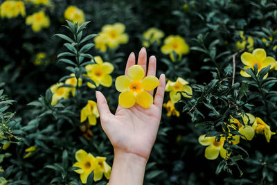 Close-up of hand holding yellow flower