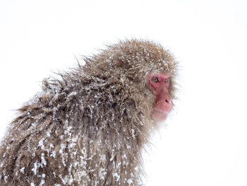 Close-up of monkey on snow over white background