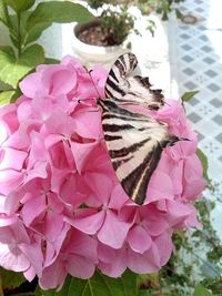 Close-up of butterfly on pink flowers blooming outdoors