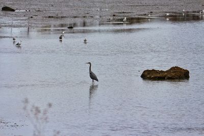 Seagulls perching on a lake