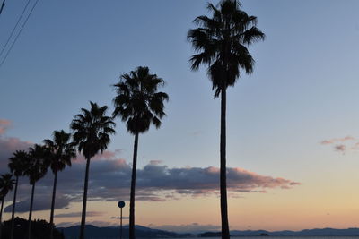 Silhouette palm trees against sky during sunset