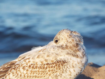 Close-up of bird against sea