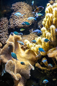 Fishes swimming in sea