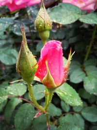 Close-up of pink flowers