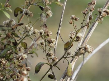 Close-up of bird perching on plant