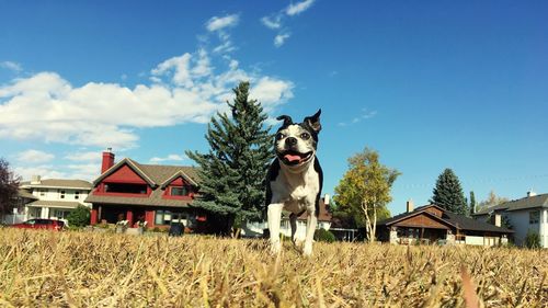 Dog on grass against sky