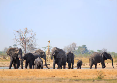 View of elephants standing in field against clear sky