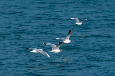 Seagulls flying over sea