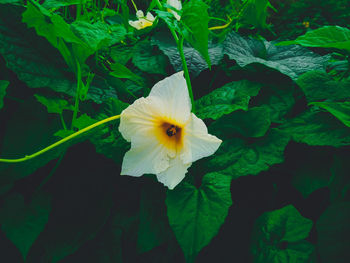 Close-up of yellow flowering plant