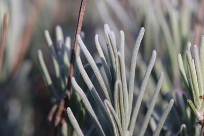 Close-up of succulent plant on field