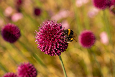 Close-up of bee pollinating on pink flower