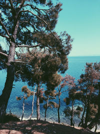 Trees by sea against clear sky