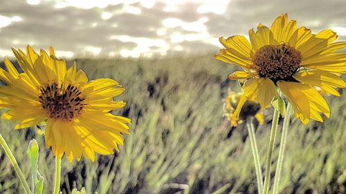 Close-up of sunflower blooming in field