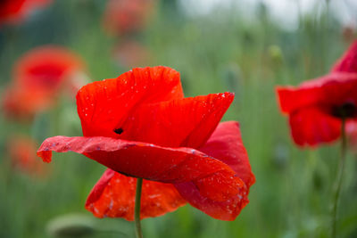 Close-up of red poppy flower