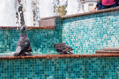 Bird perching on a wall