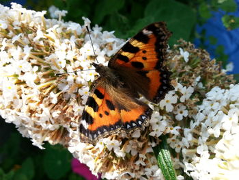 Close-up of butterfly on flower