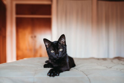 Black kitten resting on a bed with paw stretched out