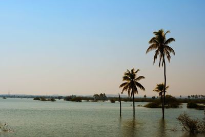 Palm trees on beach against clear sky