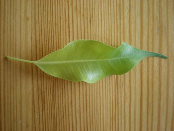 Close-up of leaves on wooden table