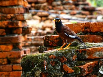 Close-up of bird perching on wall