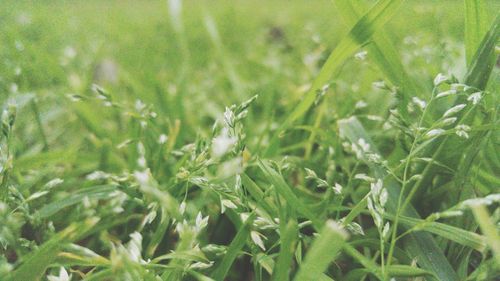 Close-up of plants growing in field