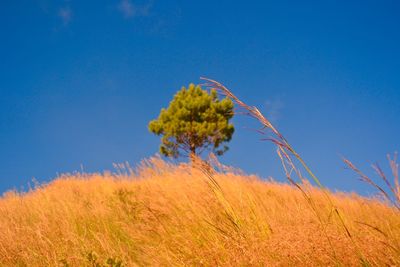 Close-up of wheat growing on field against blue sky