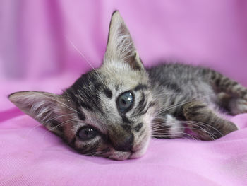 Close-up portrait of a cat