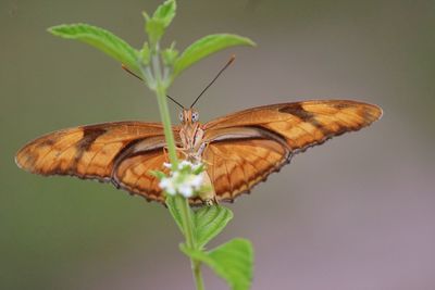 Close-up of insect on flower