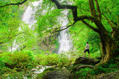 Scenic view of waterfall in forest