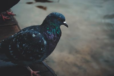 Close-up of pigeon perching