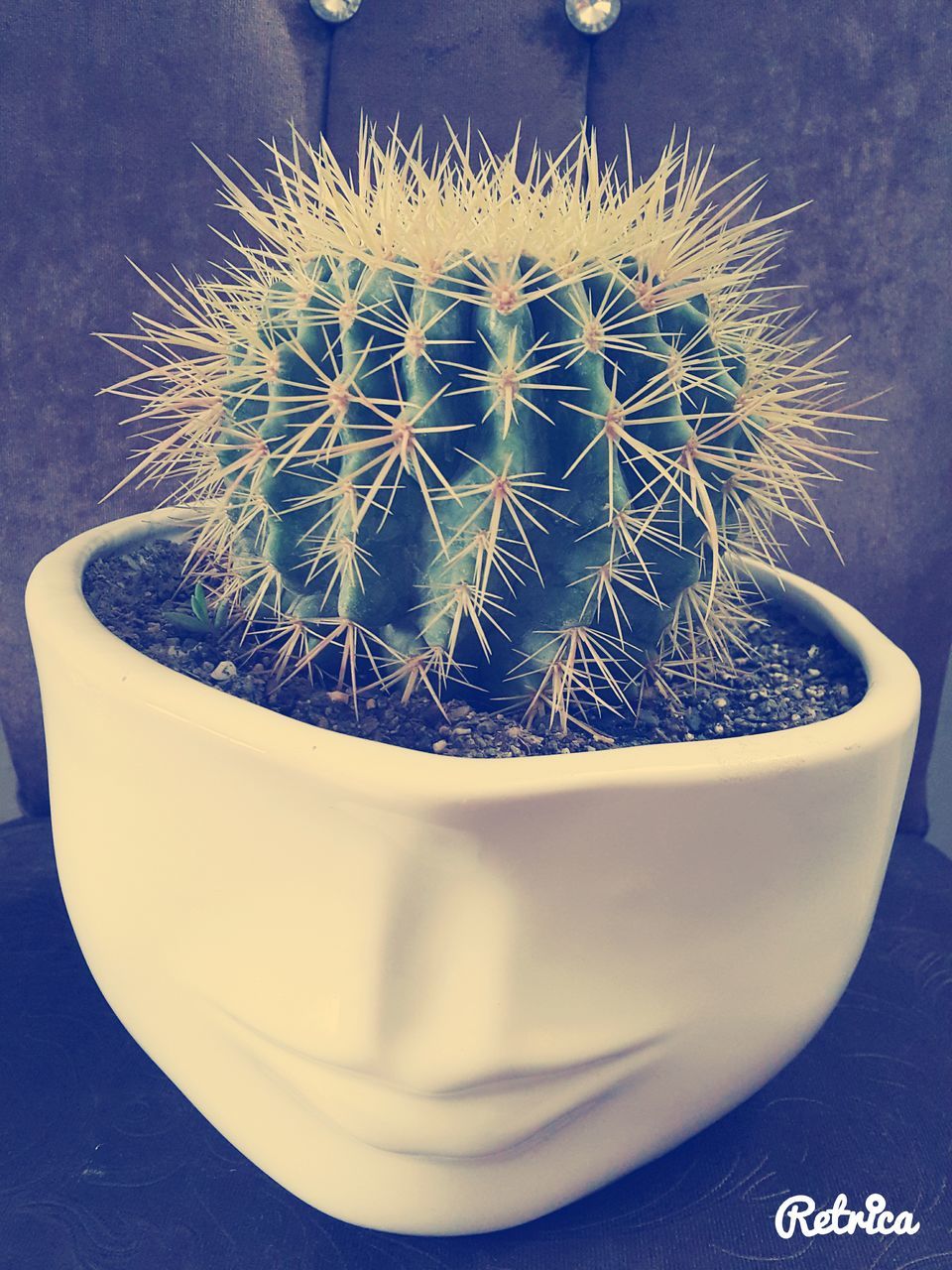 CLOSE-UP OF SUCCULENT PLANT ON TABLE