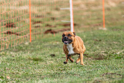 Dogs running on field