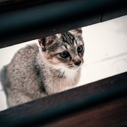 Close-up portrait of a cat