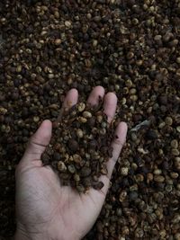 A person holds some raw coffee beans