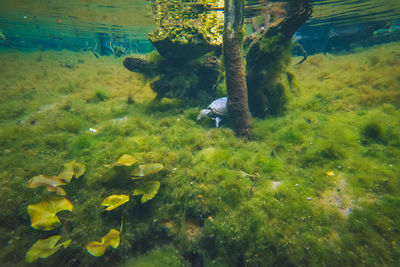 View of fish swimming in sea